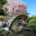 sakura garden live wallpaper android application logo